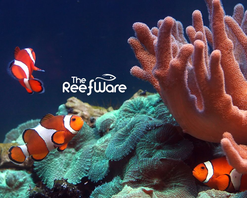 The Reefware